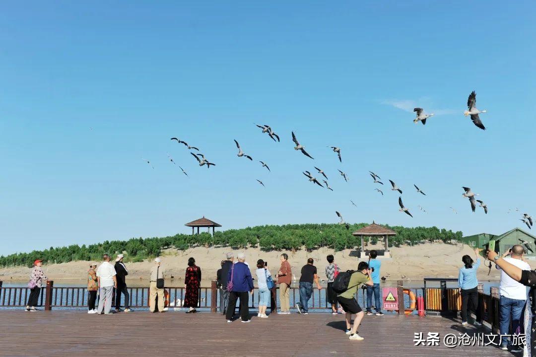 沧州鸟市最新地址，探索沧州的鸟类市场